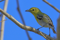 Vireo flavifrons